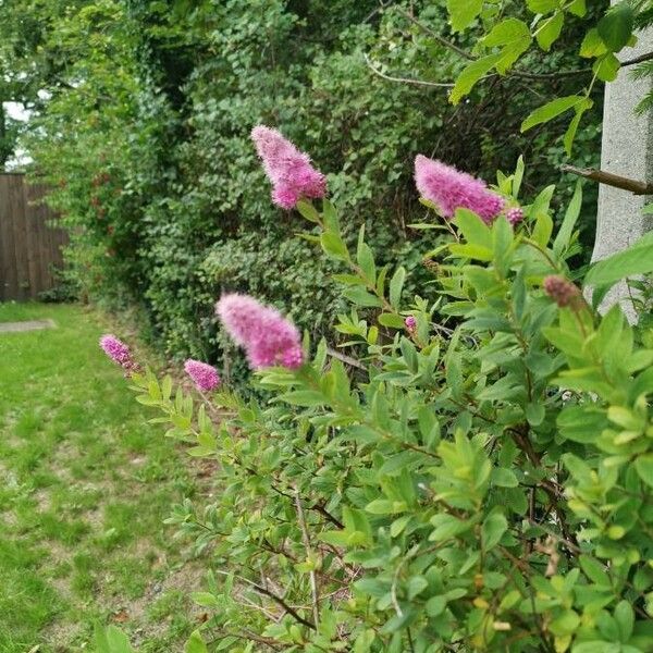 Spiraea salicifolia Цветок