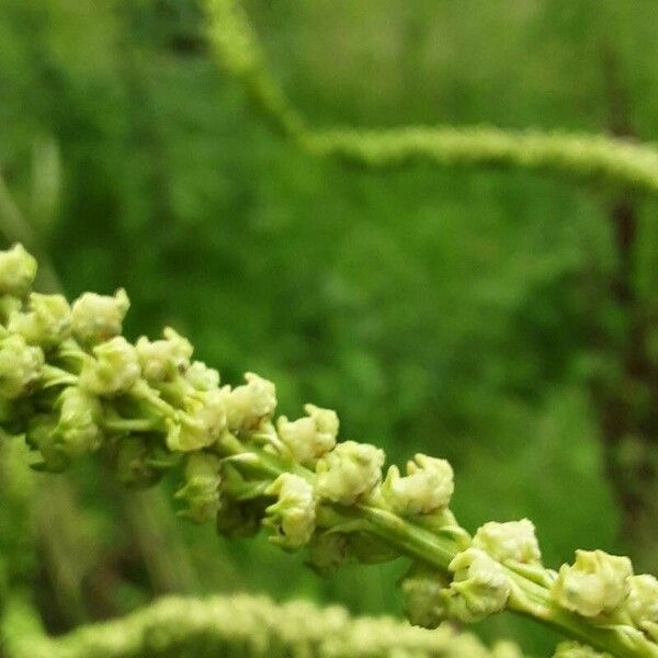 Reseda luteola Floare