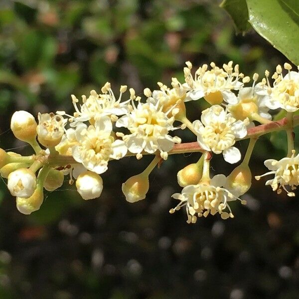 Prunus ilicifolia Annet