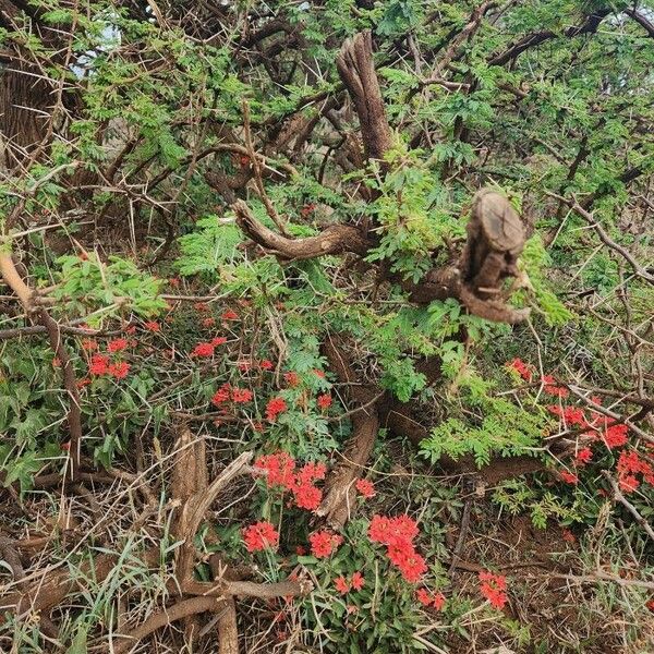 Crossandra massaica Habitus