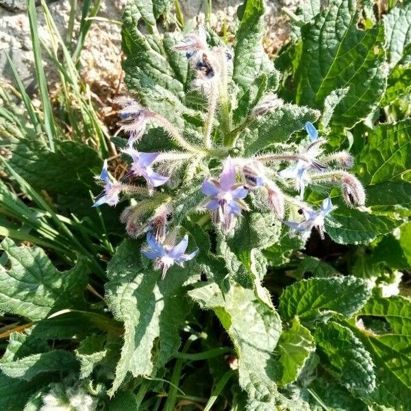 Borago officinalis Blüte