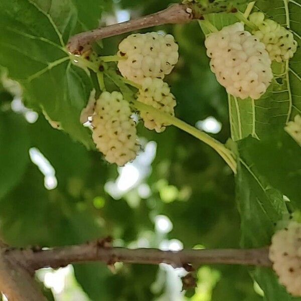 Morus alba Frukto