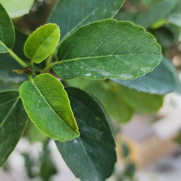 Cordia dichotoma Feuille