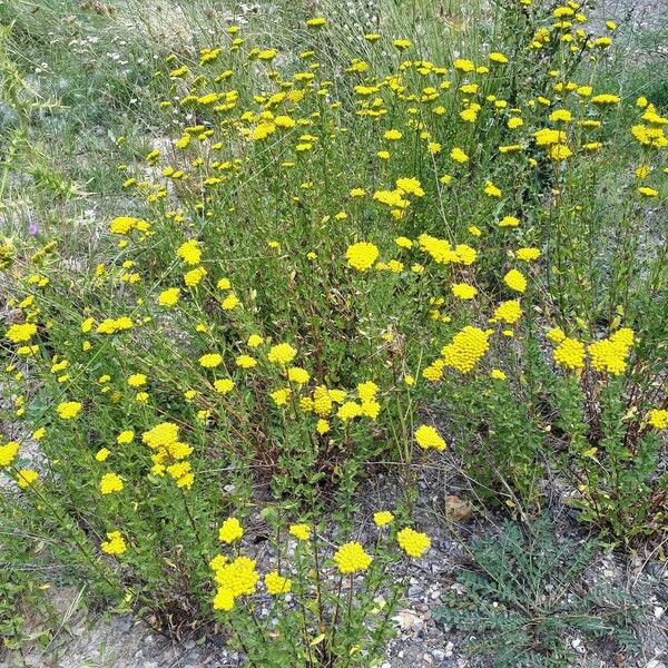 Achillea ageratum Habit