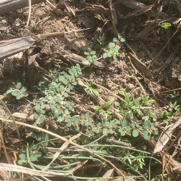 Euphorbia serpens Ліст