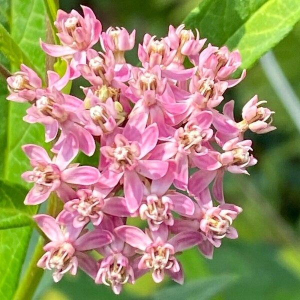 Asclepias incarnata Blomst