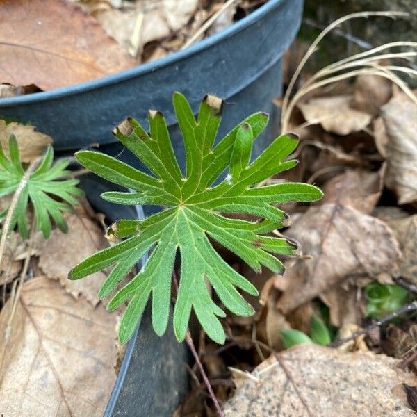 Delphinium menziesii Leaf