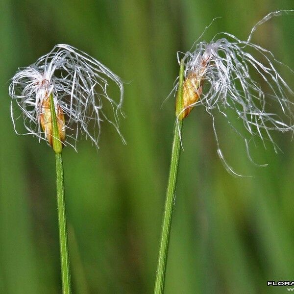 Trichophorum alpinum Flower