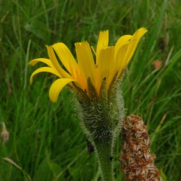 Leontodon hispidus Blomma