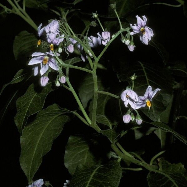Solanum crispum Кветка