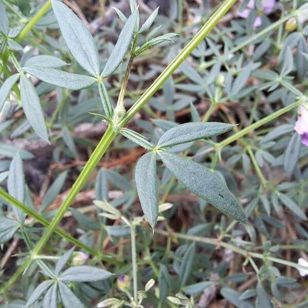 Zygophyllum creticum Leaf