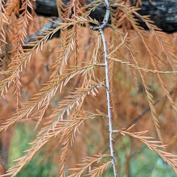 Taxodium distichum Blatt