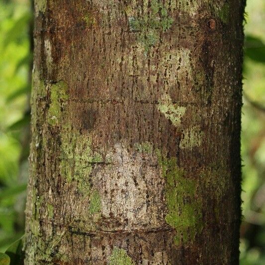 Ficus mauritiana Corteccia