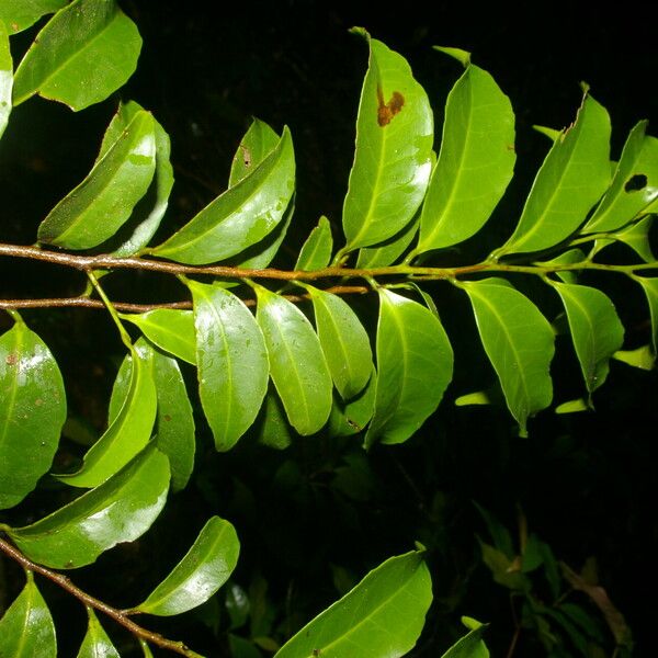 Symplococarpon purpusii Habit