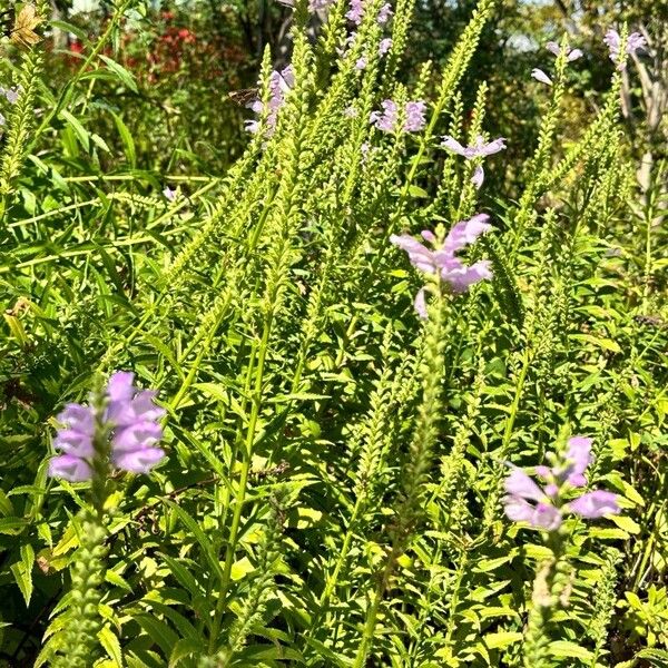 Physostegia virginiana Habitus