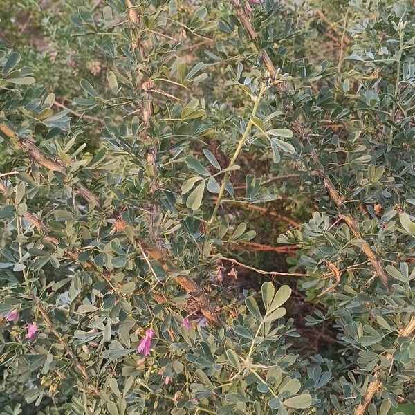 Caragana halodendron Habit