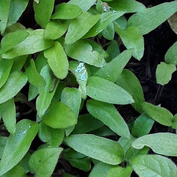 Solanum betaceum Habit