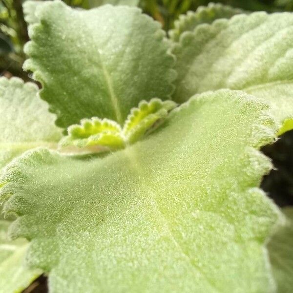 Plectranthus amboinicus पत्ता