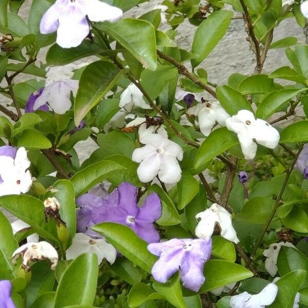 Brunfelsia uniflora Цветок