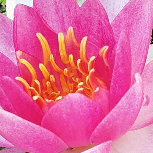 Nymphaea candida Flors