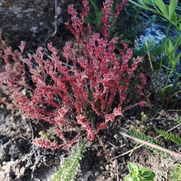 Sedum annuum Плід