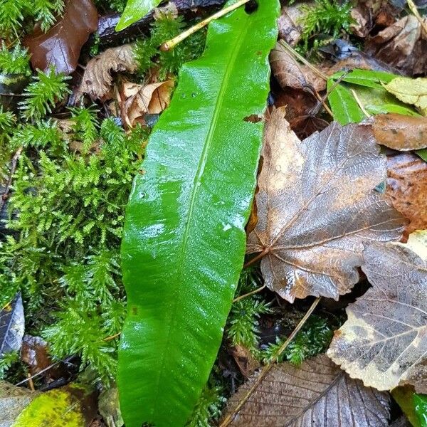 Asplenium scolopendrium Blatt