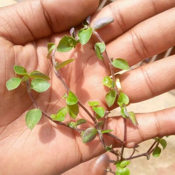 Callisia repens ᱥᱟᱠᱟᱢ