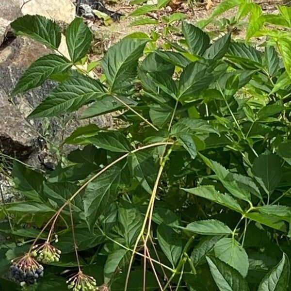 Aralia hispida Folha