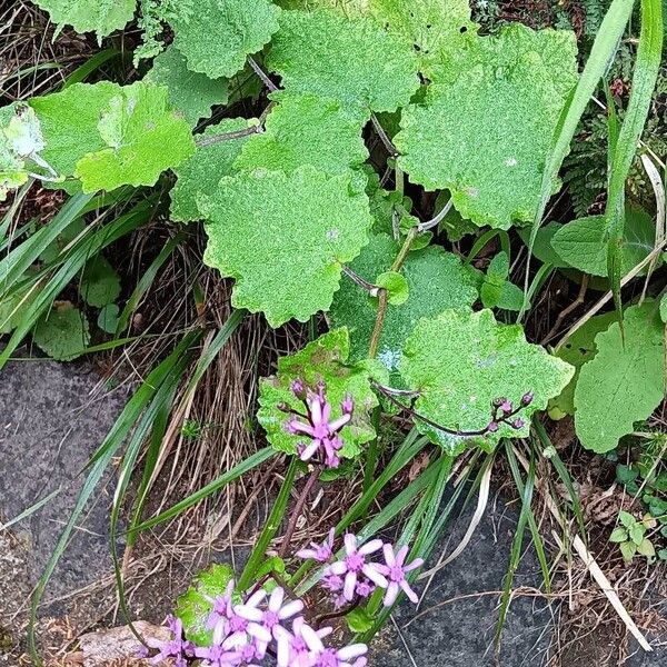 Pericallis aurita Habitat