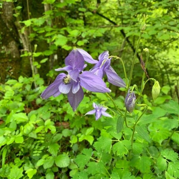 Aquilegia pyrenaica 花