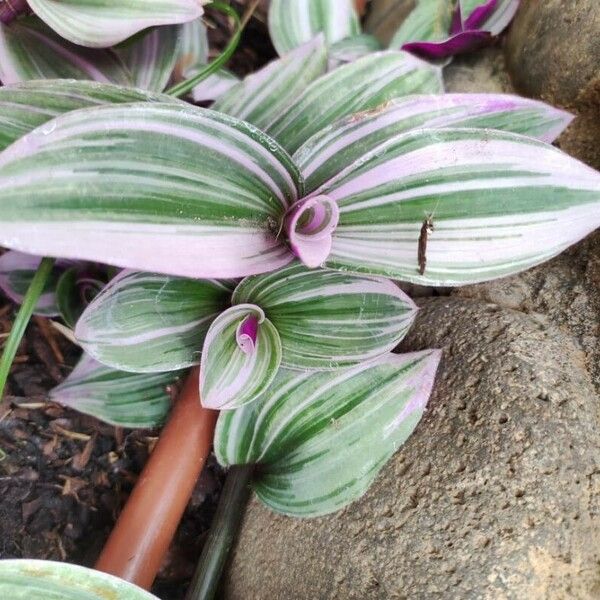 Tradescantia fluminensis 叶