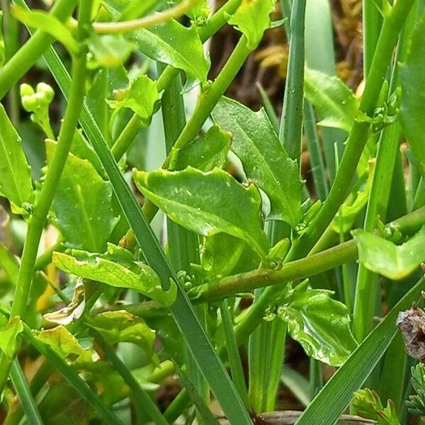 Arabidopsis halleri Leaf