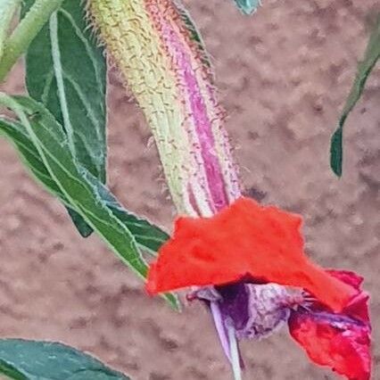 Cuphea llavea Flower