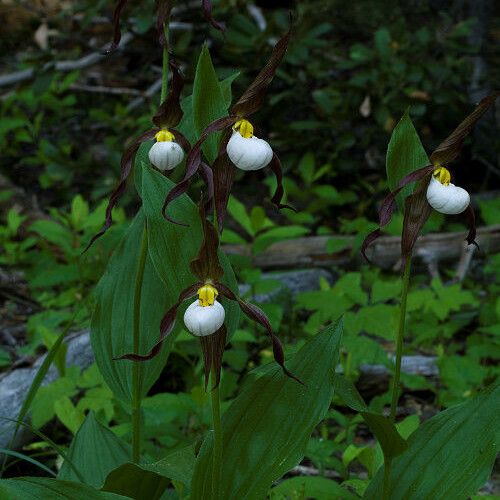 Cypripedium montanum Habit