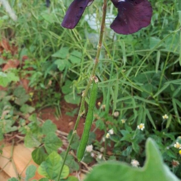 Macroptilium atropurpureum Flower