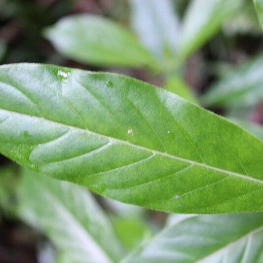 Antirhea borbonica Leaf