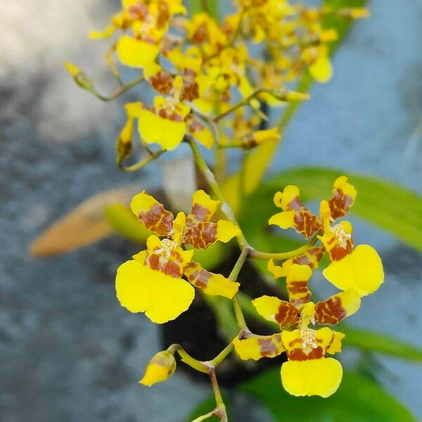 Oncidium sphacelatum Flor