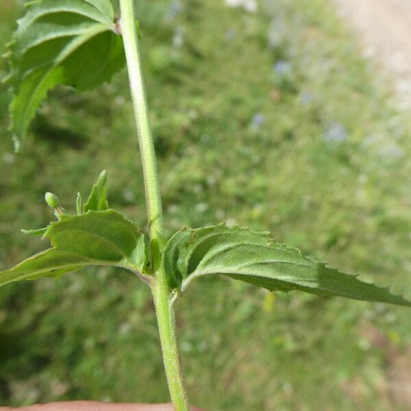 Epilobium montanum Fulla