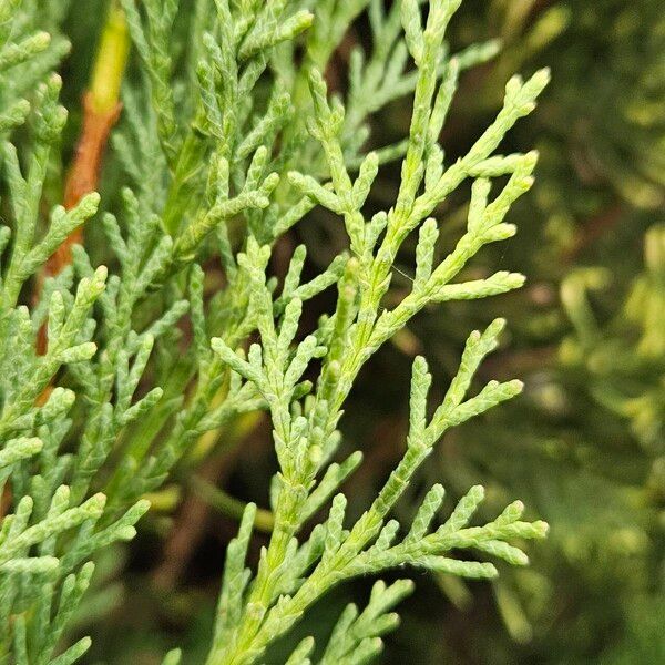 Cupressus sempervirens Leaf