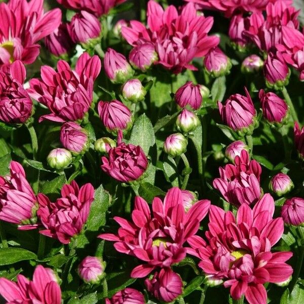 Chrysanthemum indicum Flower