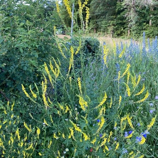 Melilotus officinalis പുഷ്പം