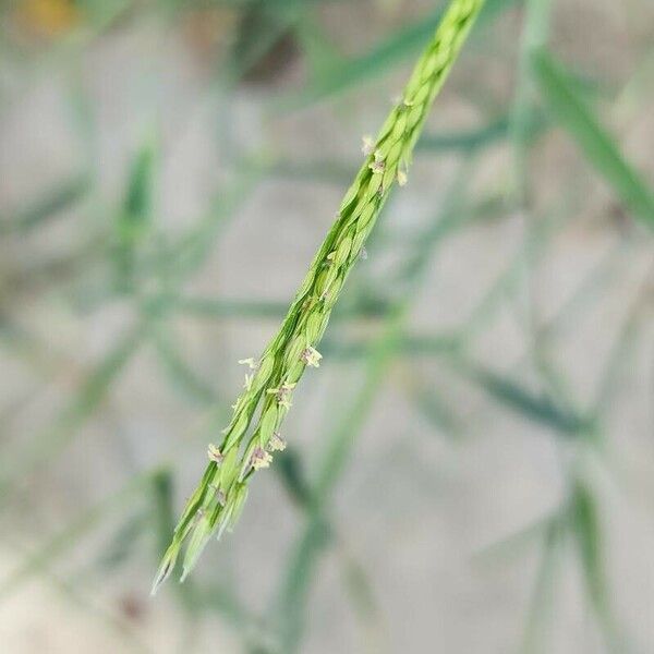 Digitaria ciliaris 花