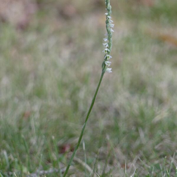 Spiranthes spiralis Pokrój