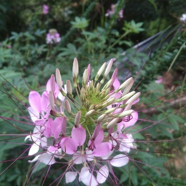 Cleome spinosa Flors