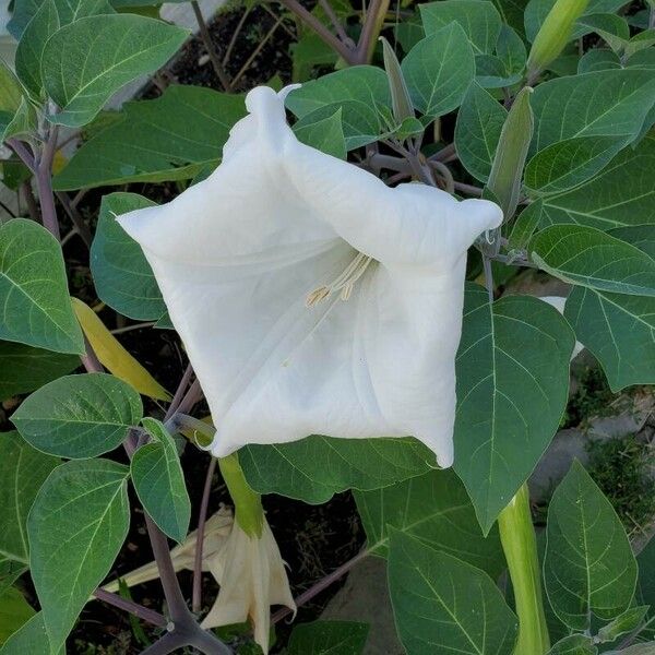 Datura innoxia Flower