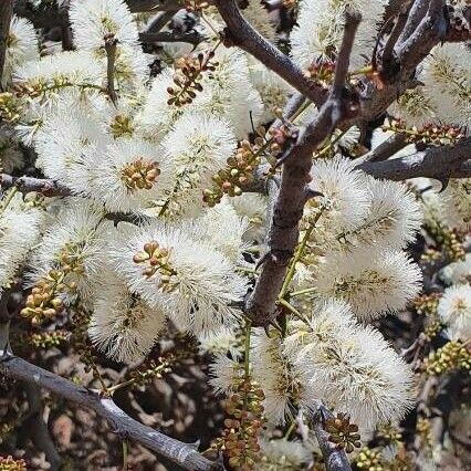 Senegalia mellifera Blomst