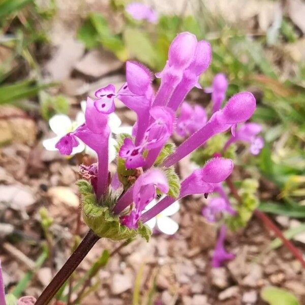 Lamium amplexicaule Flower