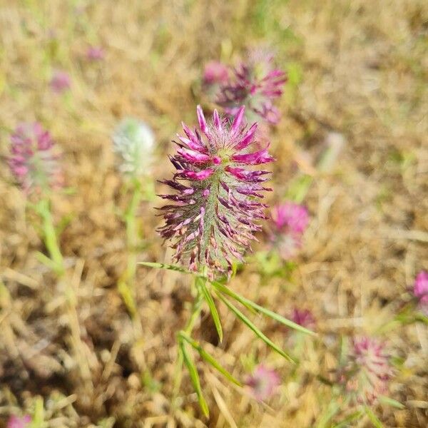 Trifolium purpureum Flower