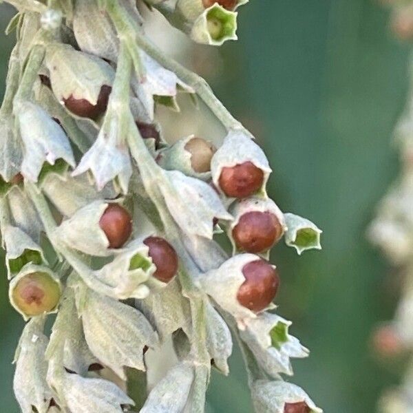 Vitex negundo Fruto