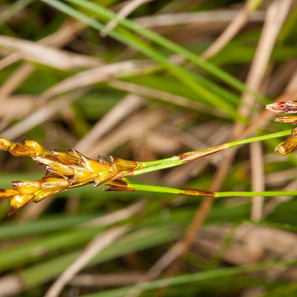 Carex digitata Bloem